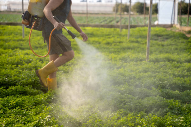 Best Local Pest Control Services  in Kendale Lakes, FL