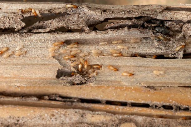 Best Pest Removal Services  in Kendale Lakes, FL