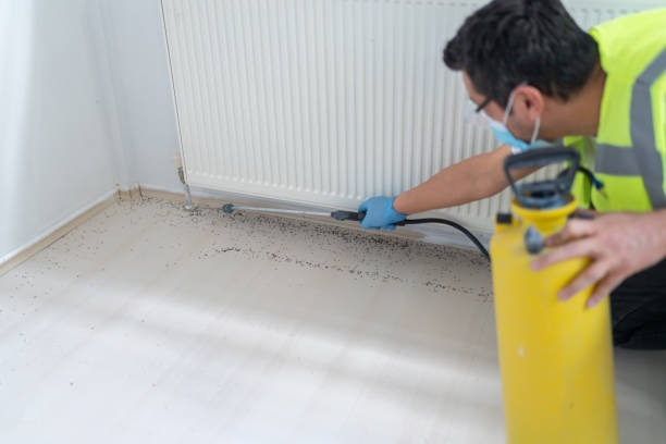 Best Flea Control Services  in Kendale Lakes, FL